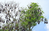 SRI LANKA, Kandy, Peradeniya Botanical Gardens, Fruit Bats, SLK4947JPL