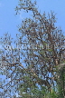 SRI LANKA, Kandy, Peradeniya Botanical Gardens, Fruit Bats, SLK5832JPL