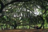 SRI LANKA, Kandy, Peradeniya Botanical Gardens, Giant Fig tree branches, SLK4954JPL