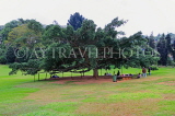 SRI LANKA, Kandy, Peradeniya Botanical Gardens, Giant Java Fig tree (140 years old), SLK4944JPL