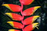 SRI LANKA, Kandy, Peradeniya Botanical Gardens, Heliconia, Crab Claw flowers, SLK4823JPL