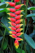 SRI LANKA, Kandy, Peradeniya Botanical Gardens, Heliconia, Crab Claw flowers, SLK4824JPL