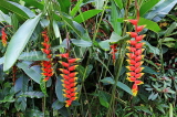 SRI LANKA, Kandy, Peradeniya Botanical Gardens, Heliconia, Crab Claw flowers, SLK4825JPL