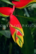 SRI LANKA, Kandy, Peradeniya Botanical Gardens, Heliconia, Crab Claw flowers, SLK4878JPL