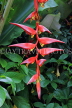 SRI LANKA, Kandy, Peradeniya Botanical Gardens, Heliconia, Crab Claw flowers, SLK4880JPL