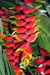 SRI LANKA, Kandy, Peradeniya Botanical Gardens, Heliconia, Crab Claw flowers, SLK5027JPL