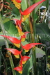 SRI LANKA, Kandy, Peradeniya Botanical Gardens, Heliconia flowers, SLK4845JPL