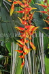 SRI LANKA, Kandy, Peradeniya Botanical Gardens, Heliconia flowers, SLK4847JPL