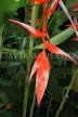 SRI LANKA, Kandy, Peradeniya Botanical Gardens, Heliconia flowers, SLK4874JPL