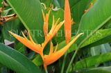 SRI LANKA, Kandy, Peradeniya Botanical Gardens, Heliconia flowers, SLK4875JPL