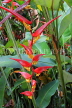SRI LANKA, Kandy, Peradeniya Botanical Gardens, Heliconia flowers, SLK4877JPL