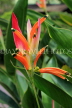 SRI LANKA, Kandy, Peradeniya Botanical Gardens, Heliconia flowers, SLK4881JPL
