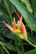 SRI LANKA, Kandy, Peradeniya Botanical Gardens, Heliconia flowers, SLK4882JPL