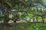 SRI LANKA, Kandy, Peradeniya Botanical Gardens, Java Fig Trees, SLK5856JPL