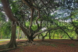 SRI LANKA, Kandy, Peradeniya Botanical Gardens, Java Fig Trees, SLK5857JPL