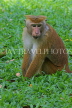 SRI LANKA, Kandy, Peradeniya Botanical Gardens, Macaque Monkey, SLK4964JPL