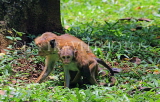 SRI LANKA, Kandy, Peradeniya Botanical Gardens, Macaque Monkeys, SLK4961JPL