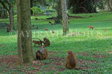 SRI LANKA, Kandy, Peradeniya Botanical Gardens, Macaque Monkeys, SLK4962JPL