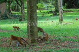 SRI LANKA, Kandy, Peradeniya Botanical Gardens, Macaque Monkeys, SLK4963JPL