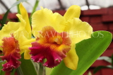 SRI LANKA, Kandy, Peradeniya Botanical Gardens, Orchid House, Cattleya Orchid, SLK4987JPL