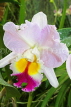 SRI LANKA, Kandy, Peradeniya Botanical Gardens, Orchid House, Cattleya Orchid, SLK5012JPL