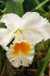 SRI LANKA, Kandy, Peradeniya Botanical Gardens, Orchid House, Cattleya Orchid, SLK5014JPL