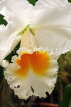 SRI LANKA, Kandy, Peradeniya Botanical Gardens, Orchid House, Cattleya Orchid, SLK5015JPL
