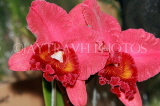SRI LANKA, Kandy, Peradeniya Botanical Gardens, Orchid House, Cattleya Orchid, SLK5022JPL