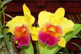 SRI LANKA, Kandy, Peradeniya Botanical Gardens, Orchid House, Cattleya Orchids, SLK4967JPL