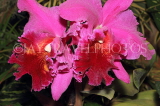 SRI LANKA, Kandy, Peradeniya Botanical Gardens, Orchid House, Cattleya Orchids, SLK4982JPL