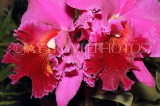 SRI LANKA, Kandy, Peradeniya Botanical Gardens, Orchid House, Cattleya Orchids, SLK4983JPL