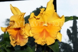SRI LANKA, Kandy, Peradeniya Botanical Gardens, Orchid House, Cattleya Orchids, SLK4984JPL