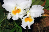 SRI LANKA, Kandy, Peradeniya Botanical Gardens, Orchid House, Cattleya Orchids, SLK5000JPL