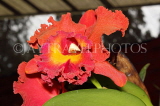 SRI LANKA, Kandy, Peradeniya Botanical Gardens, Orchid House, Cattleya Orchids, SLK5002JPL