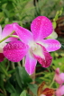 SRI LANKA, Kandy, Peradeniya Botanical Gardens, Orchid House, Dendrobium Orchid, SLK5009JPL