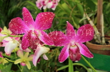 SRI LANKA, Kandy, Peradeniya Botanical Gardens, Orchid House, Dendrobium Orchids, SLK5006JPL