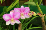 SRI LANKA, Kandy, Peradeniya Botanical Gardens, Orchid House, Dendrobium Orchids, SLK5016JPL
