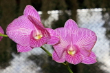SRI LANKA, Kandy, Peradeniya Botanical Gardens, Orchid House, Dendrobium Orchids, SLK5030JPL
