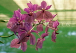 SRI LANKA, Kandy, Peradeniya Botanical Gardens, Orchid House, Orchids, SLK2102JPL
