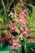 SRI LANKA, Kandy, Peradeniya Botanical Gardens, Orchid House, Orchids, SLK5038JPL