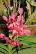 SRI LANKA, Kandy, Peradeniya Botanical Gardens, Orchid House, Orchids, SLK5039JPL