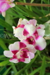 SRI LANKA, Kandy, Peradeniya Botanical Gardens, Orchid House, Orchids, SLK5040JPL