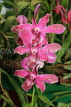 SRI LANKA, Kandy, Peradeniya Botanical Gardens, Orchid House, Orchids, SLK5041JPL