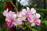 SRI LANKA, Kandy, Peradeniya Botanical Gardens, Orchid House, Orchids, SLK5048JPL