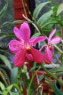 SRI LANKA, Kandy, Peradeniya Botanical Gardens, Orchid House, Orchids, SLK5056JPL