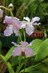 SRI LANKA, Kandy, Peradeniya Botanical Gardens, Orchid House, Orchids, SLK5845JPL
