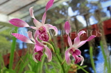 SRI LANKA, Kandy, Peradeniya Botanical Gardens, Orchid House, Orchids, SLK5846JPL