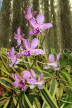 SRI LANKA, Kandy, Peradeniya Botanical Gardens, Orchid House, Orchids, SLK5847JPL