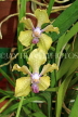 SRI LANKA, Kandy, Peradeniya Botanical Gardens, Orchid House, Orchids, SLK5848JPL