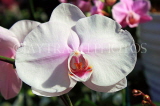 SRI LANKA, Kandy, Peradeniya Botanical Gardens, Orchid House, Phalaenopsis Orchid, SLK4971JPL